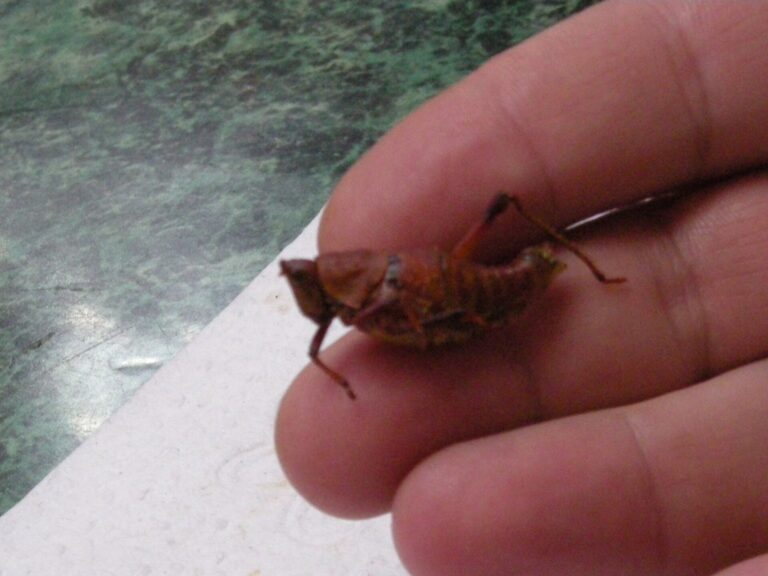 Chapulines