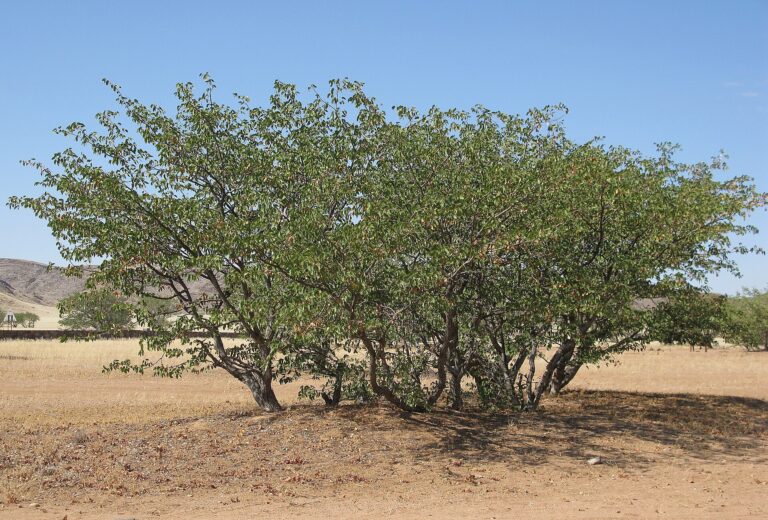 Vermi mopane
