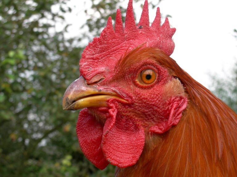 Cibreo