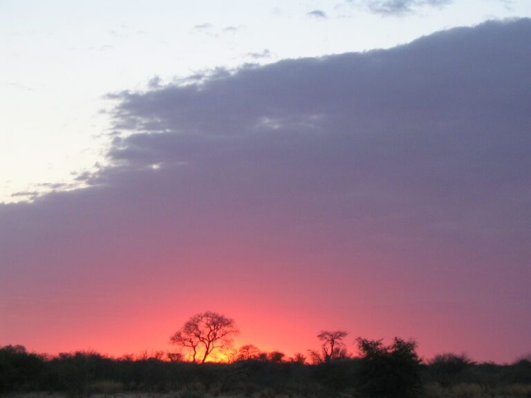 Vermi mopane