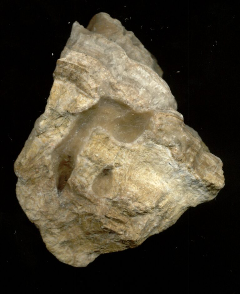 Lampredotto