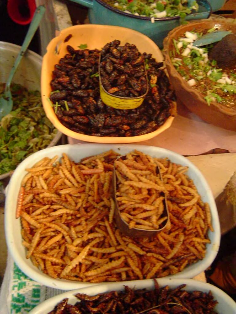 Escamoles
