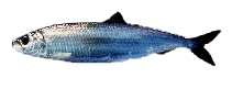 Surströmming