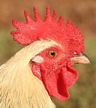 Cibreo