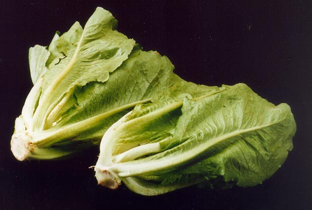 Lampredotto