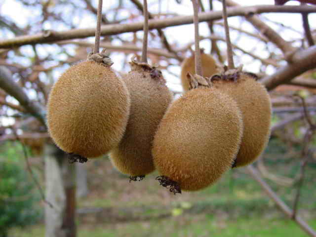 Lampredotto